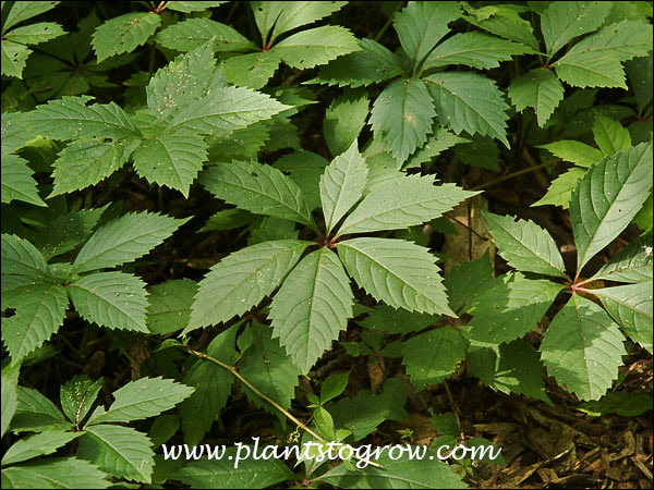 Virginia Creeper (Parthenocissus quinquefolia)
Virgina Creeper has palmately compound leaves